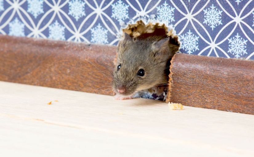 7 Steps for Getting Rid of Mice and Rats